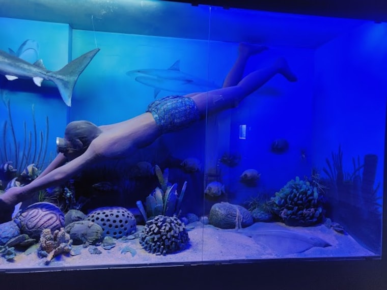 India Seashell Museum-5